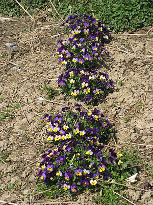 pansy mulched